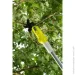  Ryobi One+ RY18PLA-0 (5133004575)