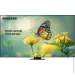  Samsung QLED QE98Q80CAUXUA