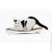 Say Meow - Dream   57*7*24