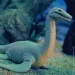  Sbabam      legend of animals      . (128/CN22)
