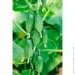 Seedera    F1 10 . (4823073714232)