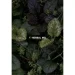 - Sense Education     Relax&Cooling 100 