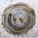 Sensio    Circle   100x100  C-2198B
