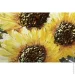 Sensio    Sunflowers   80x80  F730B