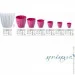 Serinova    Daisy 46   (11459)