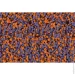 Siltek   Decor Silicon Mosaic 261 25 