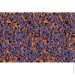 Siltek   Decor Silicon Mosaic 3009 25 