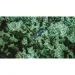   Skatinger  SUP  () Jade 320 (6975971260729)