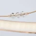 Strotskis Люстра светодиодная Twist 64 Вт LED-модуль золото 90054/8 Strotskis Люстра светодиодная Twist 64 Вт LED-модуль золото 90054/8