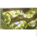 Styler Картина на склі Зелене дерево 80x120 см GL-02002 Styler Картина на склі Зелене дерево 80x120 см GL-02002