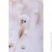 Styler  Dry flowers 50x70  OB-14039