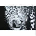 Styler  Leopard  70x100  GL-00216