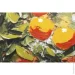 Styler  Oranges   70x100  CA-00042