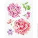   Tatton.Me   TMPeonies