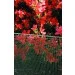  Tenax  10 1x50,  (11515)
