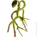The Noble Collection  FANTASTIC BEASTS Bowtruckle -  ( ) 20  (NN5006)
