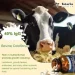   Totaria '  - Bovine Colostrum 120 