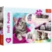  Trefl ̳    +   (16387_15371)