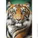  Trefl   (26204)