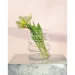  Trendglass ADELE /24  (35949) (35949)