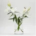  Trendglass ASTRID /30  (35947) (35947)
