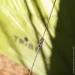 Tribe T-AC-0001-olive (T-AC-0001-olive)