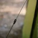 Tribe T-AC-0002-olive (T-AC-0002-olive)