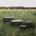  Tribe T-EF-0001-olive (T-EF-0001-olive)