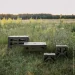  Tribe T-EF-0002-olive (T-EF-0002-olive)