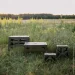  Tribe T-EF-0004-olive (T-EF-0004-olive)