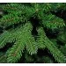Triumph Tree  Denberg 2.15, 