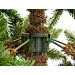  Triumph Tree  Hallarin     1.85,  (8718861443776)