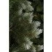  Triumph Tree Pittsburgh     1.8,  (8717669775836)