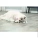 Trixie      '   12  (4011905456652)