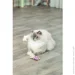 Trixie      '   12  (4011905456652)