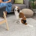   Trixie  /.  32-39 (4011905234922)