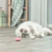 Trixie          ' 7  (4011905455525)