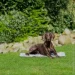  -  Trixie   ' XXL 110  70   (4011905287881)