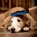  True Touch