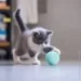       UFT CatToy 1 (UFTCatToy1Blue)