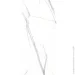 Vilo  SPC Calacatta White 1200X600 