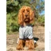 Waudog  Clothes  L55