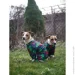 Waudog ³ Clothes   M35