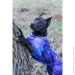 Waudog  Clothes  NASA21 M45