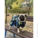 Waudog ³ Clothes  ĳ XS25