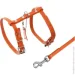  Waudog  Glamour   9  33994