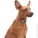 Waudog   "  "   L 25  33-49 