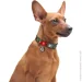 Waudog   ""   L 25  33-49 