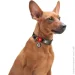 Waudog   ""   L 25  33-49 