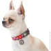 Waudog   "  "   L 25  33-49 